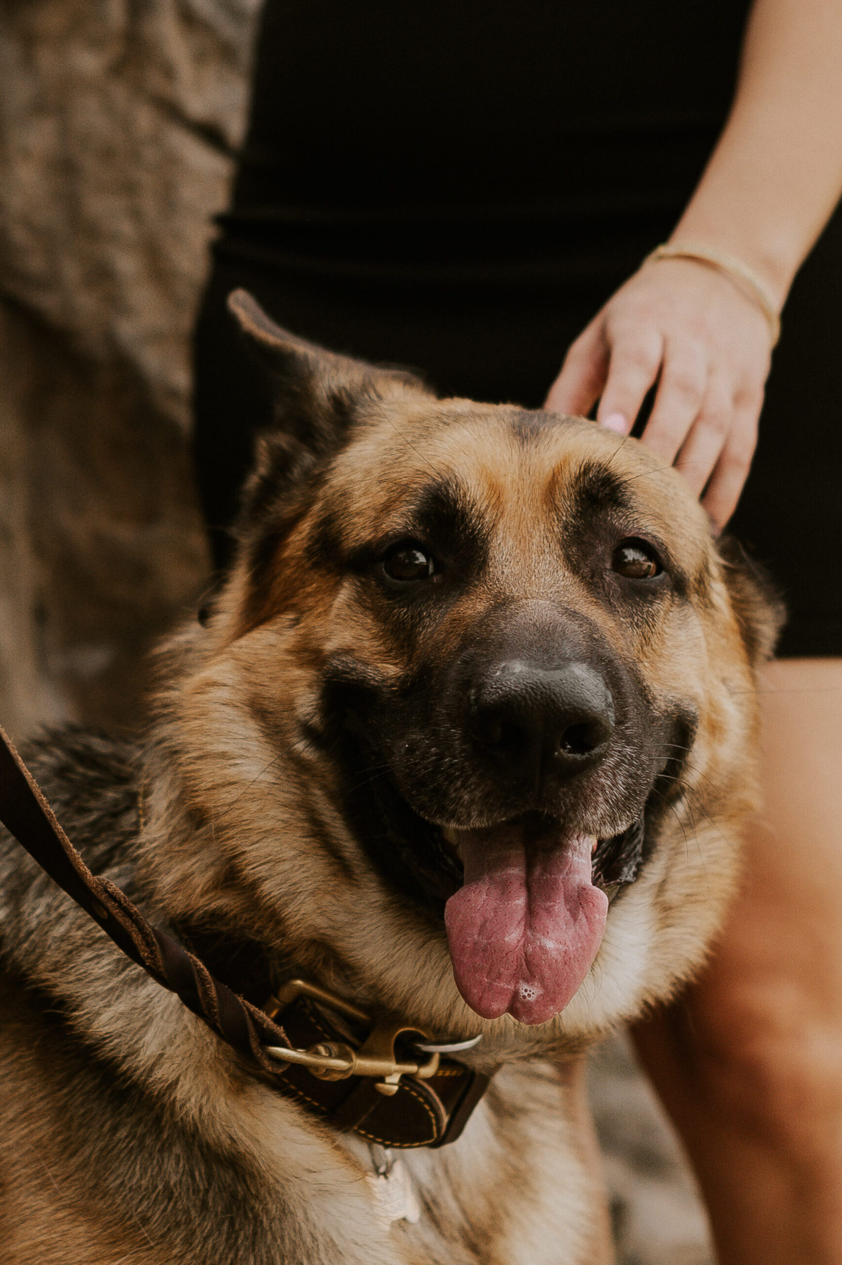 German Shepard tagging along on a couple's Colorado dog-friendly elopement.
